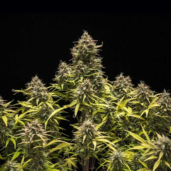 Blue Cheese cannabis plants with dense buds and green leaves.
