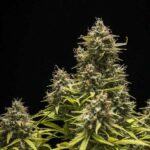 Tall Blue Cheese cannabis flower with yellow-green leaves.