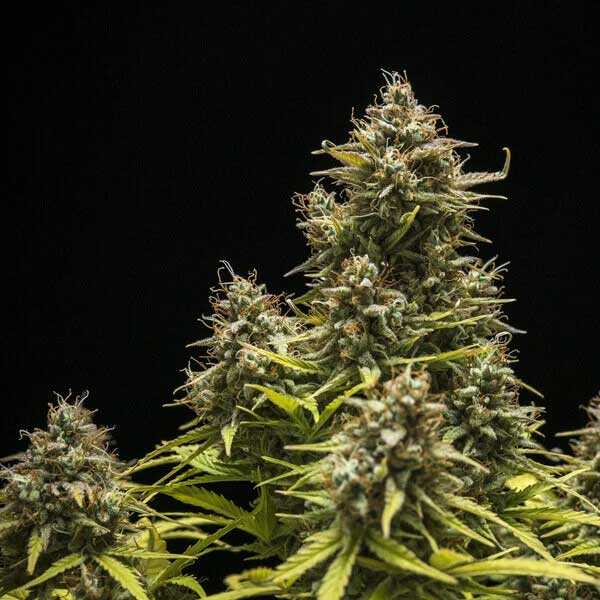Tall Blue Cheese cannabis flower with yellow-green leaves.