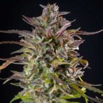 Close-up of Cookies Gelato cannabis flower with purple tones.