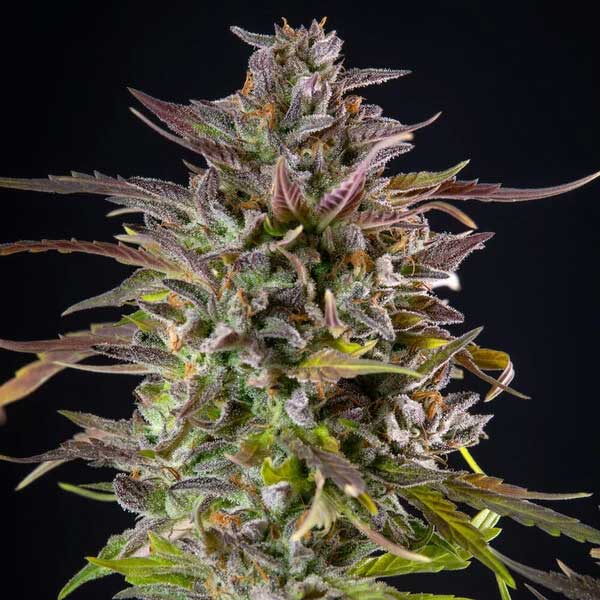 Close-up of Cookies Gelato cannabis flower with purple tones.