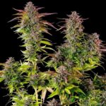 Dense Cookies Gelato bud growing on the plant.