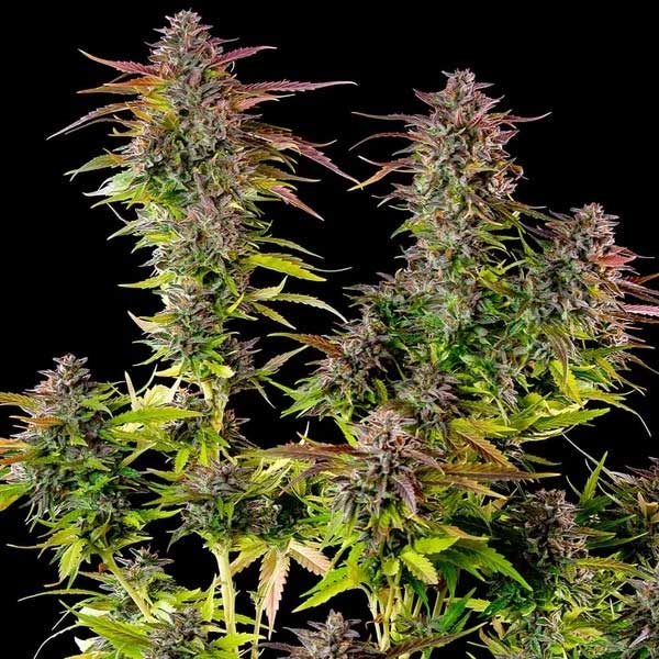 Dense Cookies Gelato bud growing on the plant.