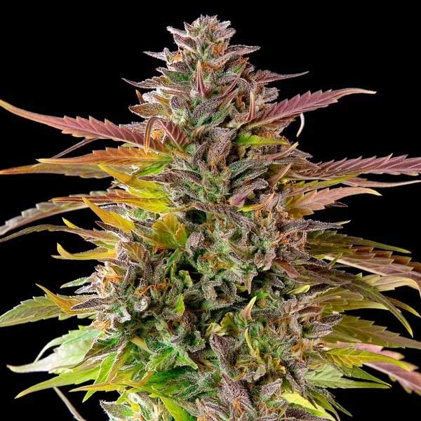 Cookies Gelato cannabis plant with multiple flowering buds.