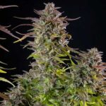 Mature Cookies Gelato flower with purple and green leaves.