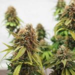 Close-up of Critical cannabis flower with frosty buds.