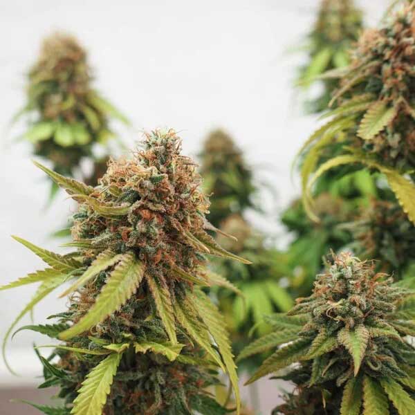 Close-up of Critical cannabis flower with frosty buds.