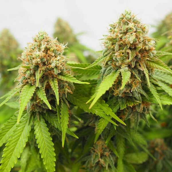 Tall Critical cannabis cola against black background.