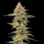 Critical cannabis plant with dense flowering buds.