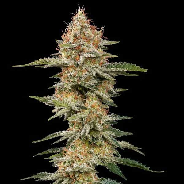 Critical cannabis plant with dense flowering buds.