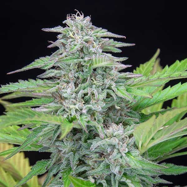 Mature Critical cannabis buds growing among green leaves.