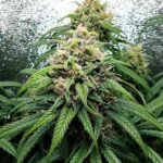 Dance World CBD cannabis plant with a large central flower.