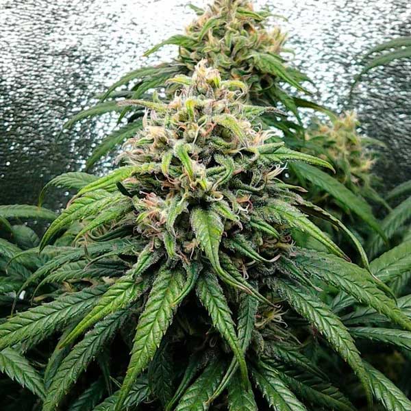 Dance World CBD cannabis plant with a large central flower.