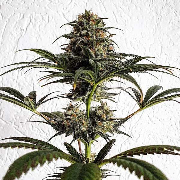 Dance World CBD cannabis plant with dark leaves and small buds.