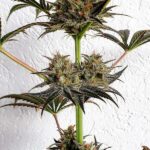 Dance World CBD cannabis stem with several flowering buds.