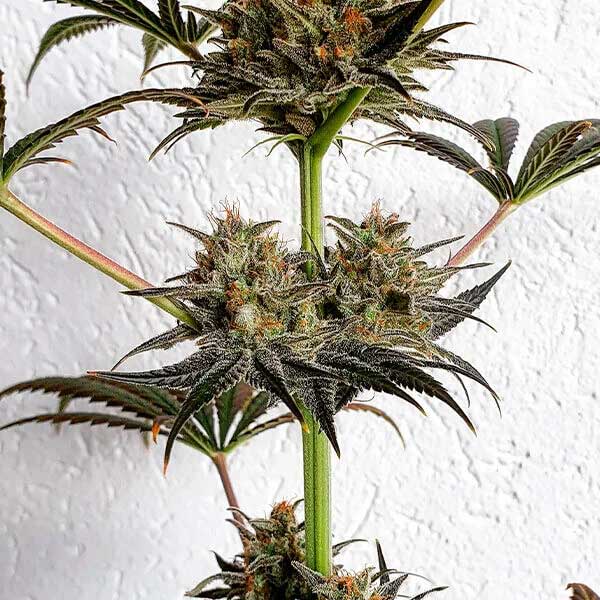 Dance World CBD cannabis stem with several flowering buds.