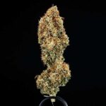 Epsilon F1 Hybrid premium dried cannabis flower showing heavy resin and trichomes