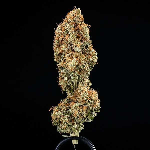 Epsilon F1 Hybrid premium dried cannabis flower showing heavy resin and trichomes