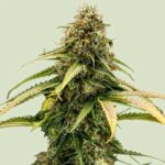 Detailed view of Epsilon F1 Hybrid pistils and calyxes