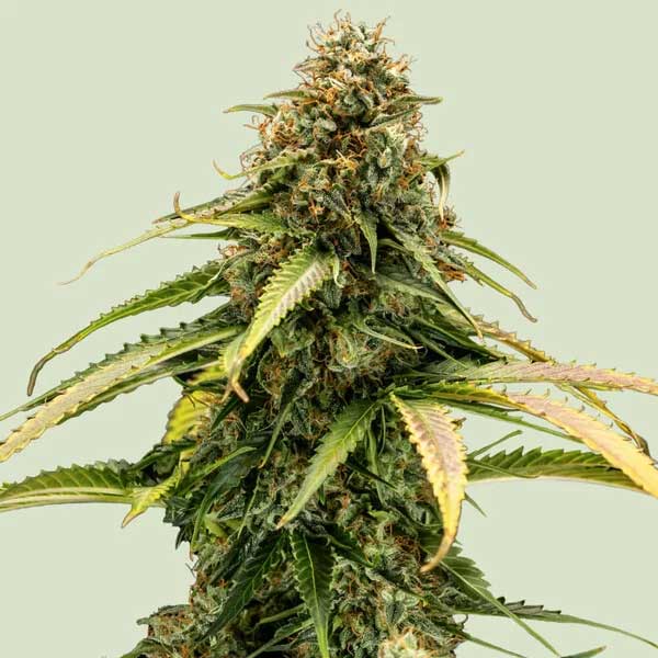 Detailed view of Epsilon F1 Hybrid pistils and calyxes