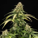 Macro shot of Epsilon F1 Hybrid top bud showing purple hues and crystal density