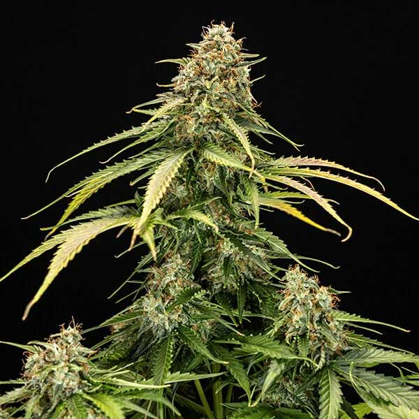 Macro shot of Epsilon F1 Hybrid top bud showing purple hues and crystal density