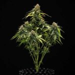 Symmetrical Epsilon F1 Hybrid plant structure during flowering stage