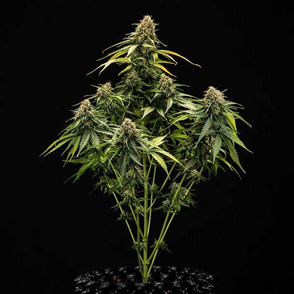 Symmetrical Epsilon F1 Hybrid plant structure during flowering stage