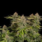 Euphoria CBD cannabis plant with several flowering buds.