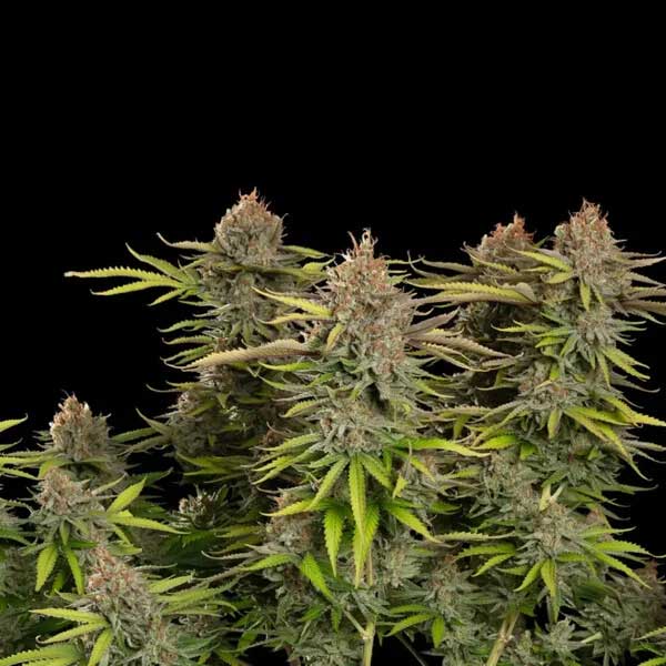 Euphoria CBD cannabis plant with several flowering buds.