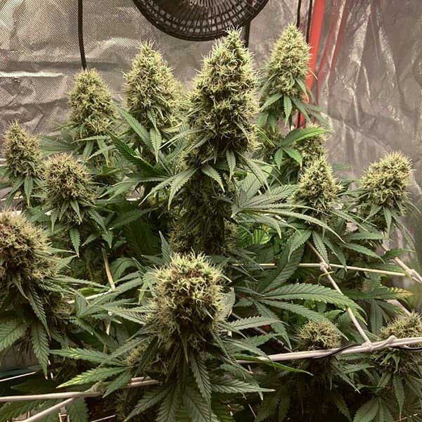 Euphoria CBD cannabis plants growing indoors with multiple flowers.