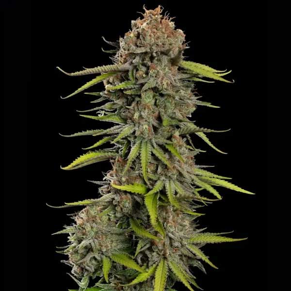 Close-up of Euphoria CBD cannabis flower against black background.