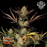 Apple Strudel Auto Feminized Seeds by FastBuds