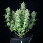Green Gelato cannabis plant with several frosty buds.