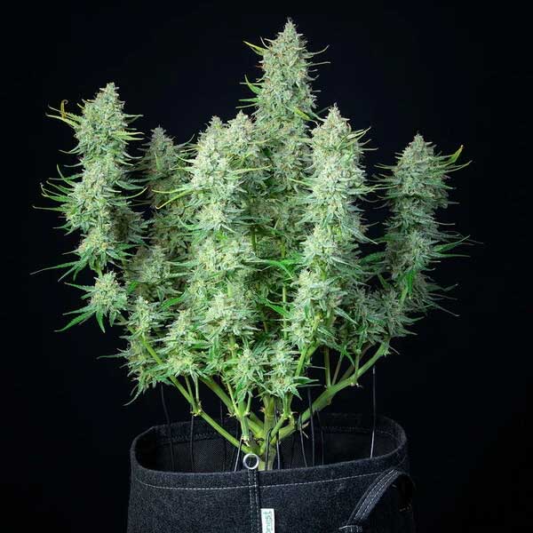 Green Gelato cannabis plant with several frosty buds.