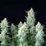 Green Gelato cannabis flowers growing in a cluster.