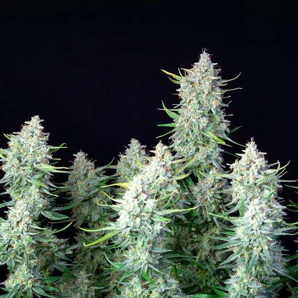 Green Gelato cannabis flowers growing in a cluster.