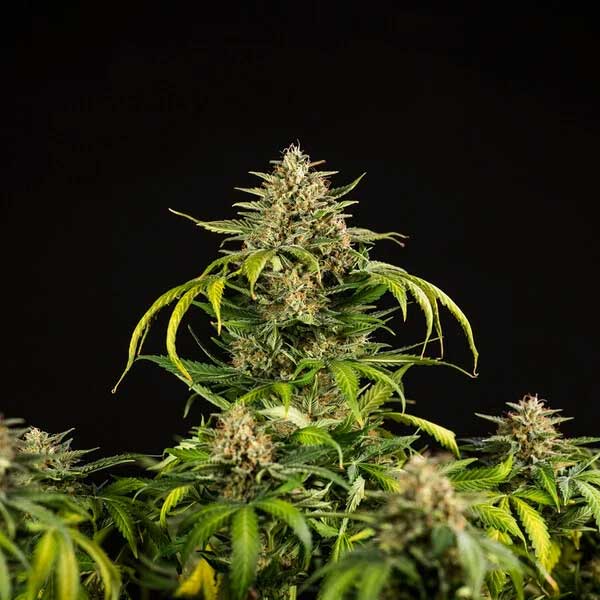 Green Gelato cannabis plant with yellow-green leaves and