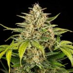Dense Green Gelato cannabis cola with green leaves.