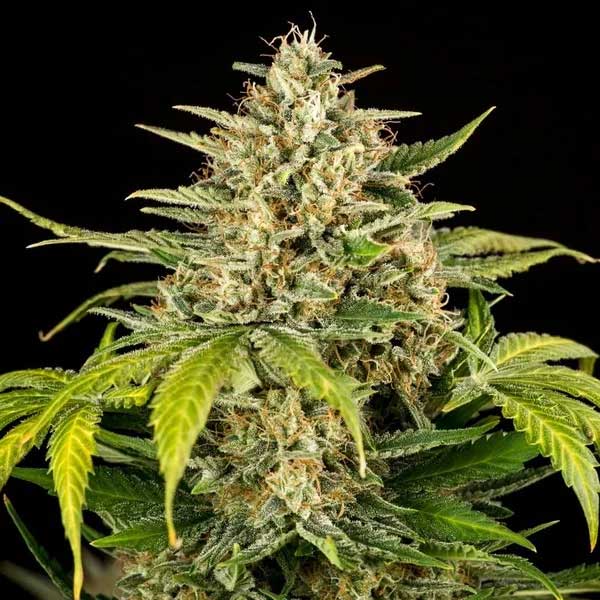 Dense Green Gelato cannabis cola with green leaves.