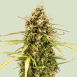 Close-up of Milky Way F1 Hybrid cannabis pistils and crystalline bud structure