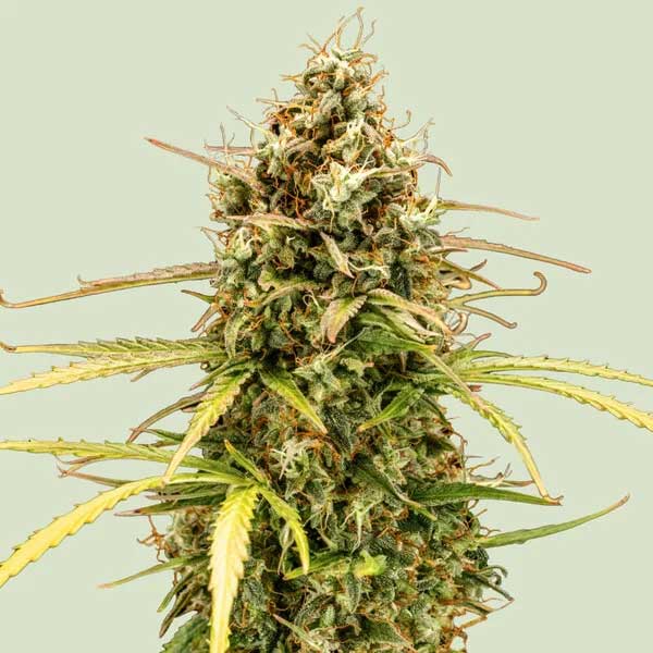Close-up of Milky Way F1 Hybrid cannabis pistils and crystalline bud structure