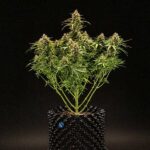Milky Way F1 Hybrid plant showing multiple heavy bud sites and compact structure