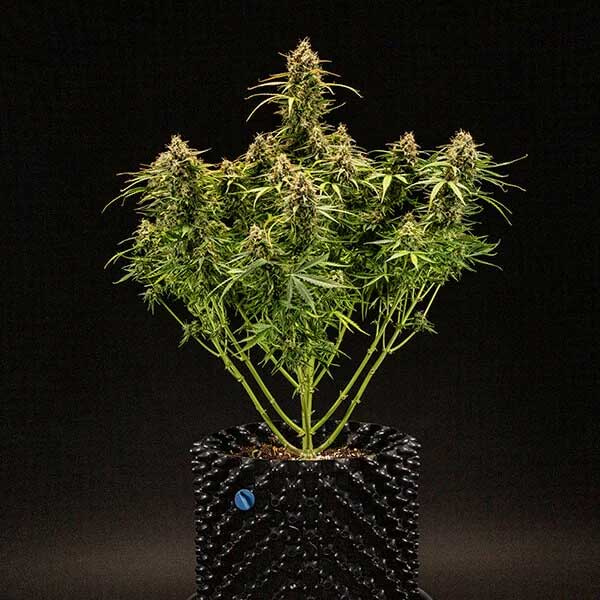 Milky Way F1 Hybrid plant showing multiple heavy bud sites and compact structure