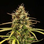 Detailed macro of Milky Way F1 Hybrid top bud with dense trichome coverage