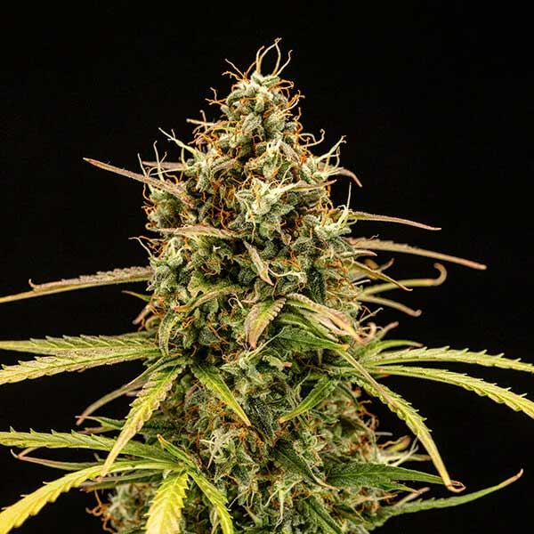 Detailed macro of Milky Way F1 Hybrid top bud with dense trichome coverage