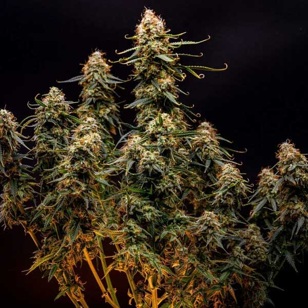 Northern Light cannabis plant with dense flowering buds.