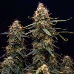 Close-up of Northern Light cannabis colas against dark background.