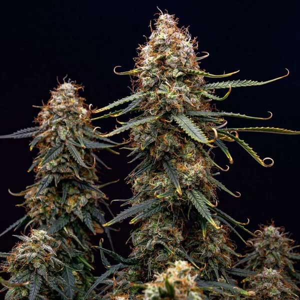 Close-up of Northern Light cannabis colas against dark background.
