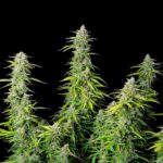 Northern Light cannabis plants with tall green buds.